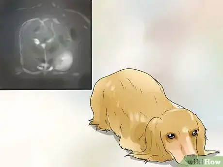 Image titled Care for a Dog with Brain Cancer Step 8