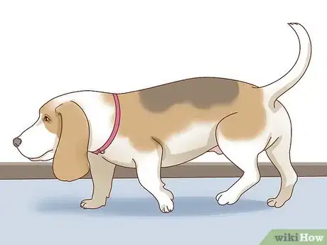Image titled Care for Basset Hounds Step 8