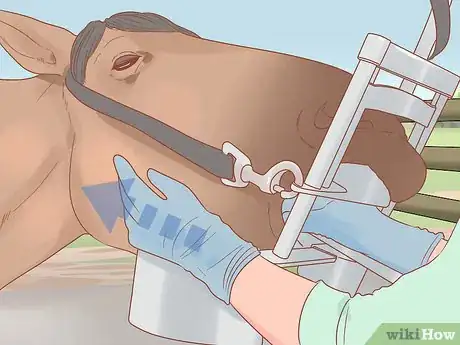 Image titled Check Whether Your Horse or Donkey Needs to See a Dentist Step 5