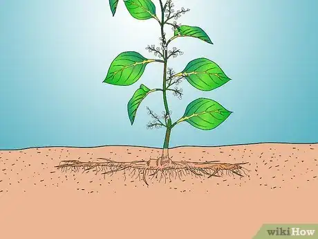 Image titled Identify Knotweed Step 13