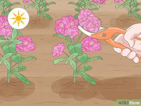 Image titled Grow Stock Flowers Step 13