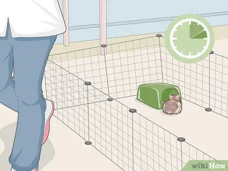 Image titled Teach Your Guinea Pig to Come when Called Step 12