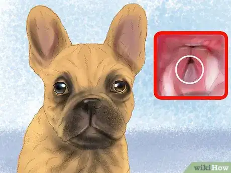 Image titled Prepare for Breed Specific Health Problems in Dogs Step 8