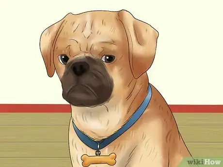 Image titled Care for Puggles Step 10