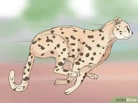Image titled Tell a Cheetah and Leopard Apart Step 6