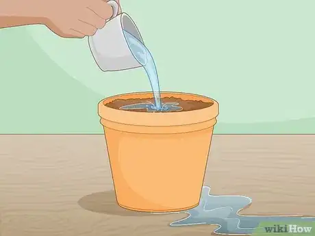 Image titled Grow Saffron Indoors Step 8