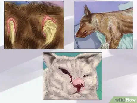 Image titled Report Animal Abuse Step 1