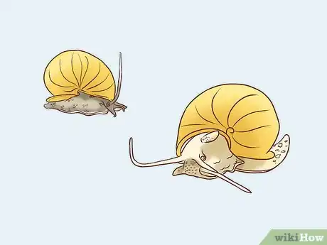 Image titled Find Compatible Tank Mates for Guppies Step 12