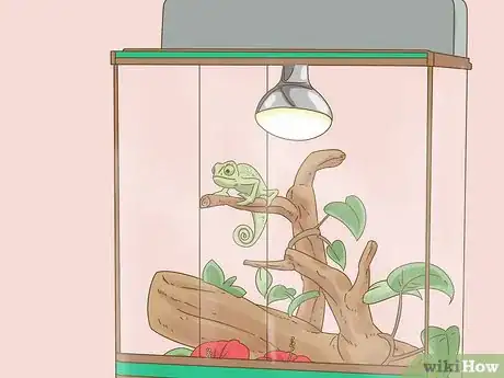 Image titled Buy a Chameleon Step 12