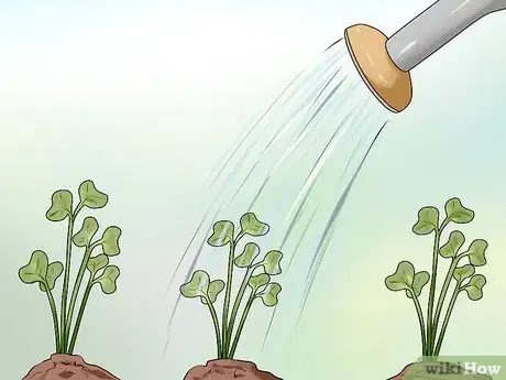 Image titled Plant Cabbage Step 11