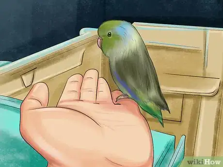 Image titled Care for a Pacific Parrotlet Step 21