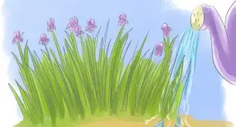 Take Care of Irises when Their Flowers Die
