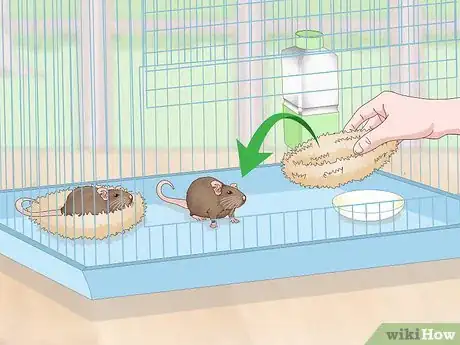 Image titled Keep a Pair of Pet Rats Step 12