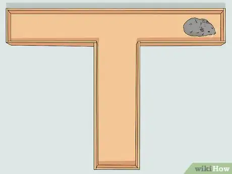 Image titled Train a Rat to Run a Maze or Obstacle Course Step 8