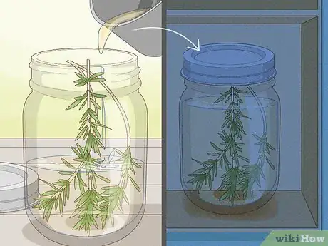 Image titled Harvest Tarragon Step 15