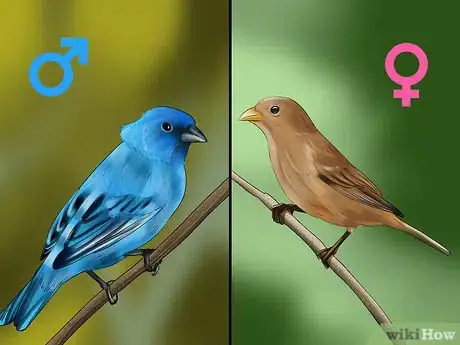 Image titled Identify an Indigo Bunting Step 6