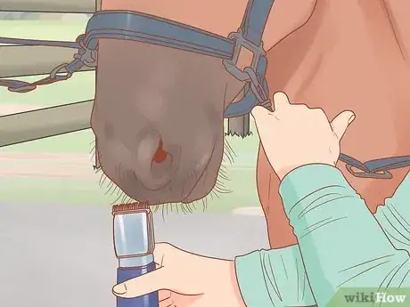 Image titled Groom a Horse for a Show Step 12