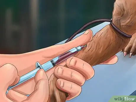 Image titled Treat a Dog with Osteosarcoma Step 5