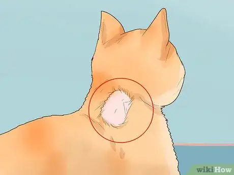 Image titled Handle Autoimmune Skin Disease in Cats Step 1