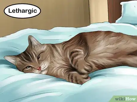 Image titled Handle Lung Fluke Infections in Cats Step 9