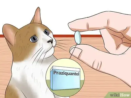 Image titled Diagnose Tapeworms in Cats Step 8