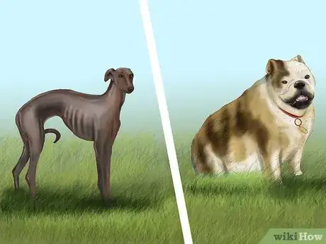 Image titled Diagnose Endocrine Disorders in Senior Dogs Step 2