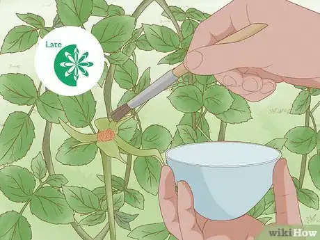 Image titled Breed Purple Roses Step 18