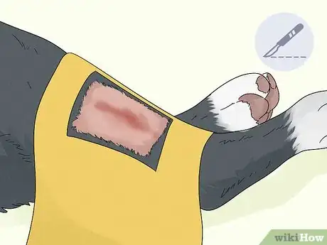 Image titled Treat Lameness in Dogs Step 13