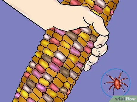 Image titled Grow and Harvest Glass Gem Corn Step 11