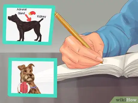 Image titled Diagnose Endocrine Disorders in Senior Dogs Step 4