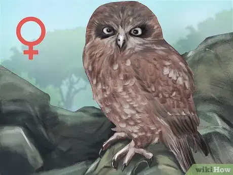 Image titled Identity a Southern Boobook Owl Step 4