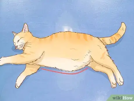Image titled Tell if a Cat is Pregnant Step 5