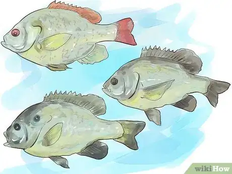 Image titled Fish For Bream Step 4