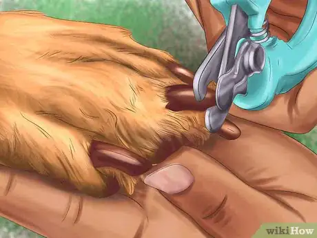 Image titled Care for Your Dog in the Winter Step 20