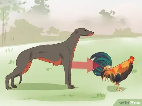 Image titled Introduce a Dog to Pet Chickens Step 15