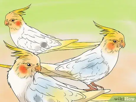 Image titled Keep Multiple Cockatiels Step 1