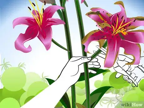Image titled Prune Lilies Step 03