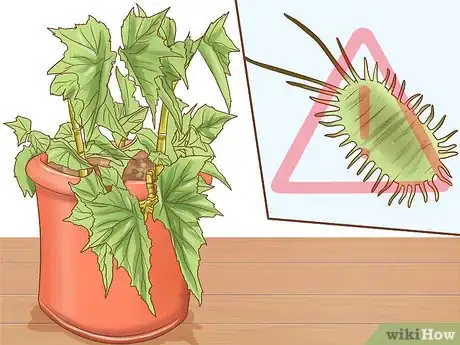 Image titled Grow Miniature Houseplants Step 5