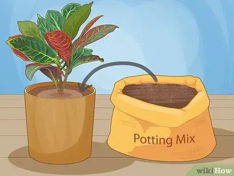 Image titled Care for a Croton Petra Step 3