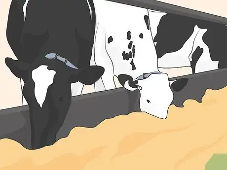 Image titled Treat Bovine Respiratory Disease Step 06