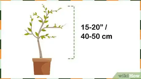 Image titled Grow Birch Trees Step 17