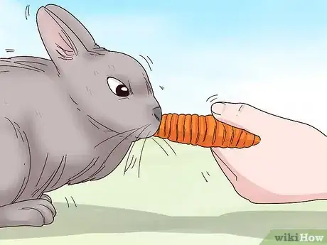 Image titled Care for a Polish Rabbit Step 10