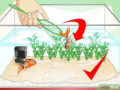 Image titled Identify Aquarium Fish Diseases Step 8