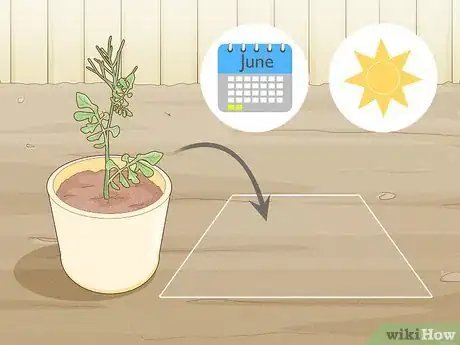 Image titled Grow Rainbow Eucalyptus Step 9