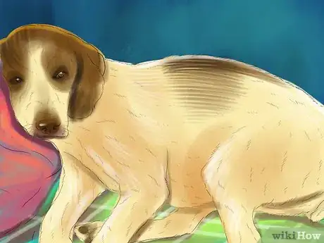 Image titled Prepare for Breed Specific Health Problems in Dogs Step 9
