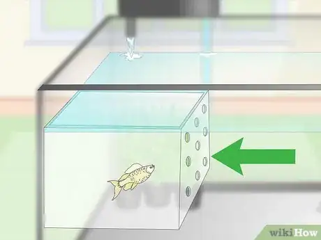 Image titled Breed Livebearing Tropical Fish Step 6