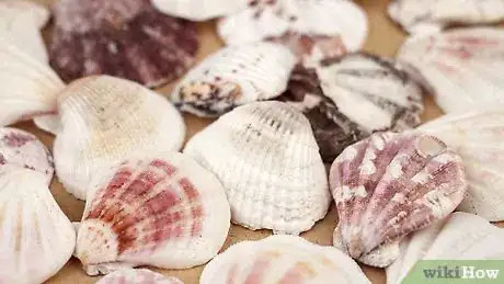 Image titled Paint on Sea Shells Step 1