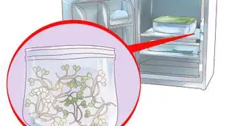 Grow Alfalfa Sprouts