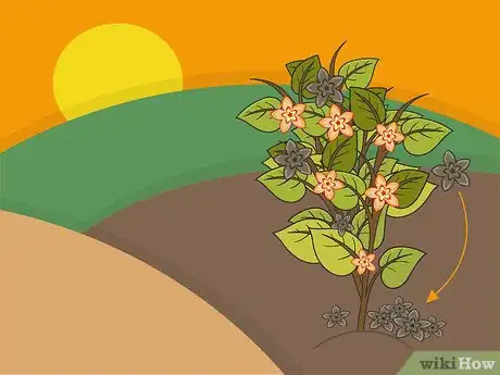 Image titled Plant Begonia Bulbs Step 08