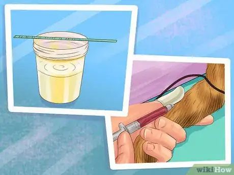 Image titled Diagnose Endocrine Disorders in Senior Dogs Step 7